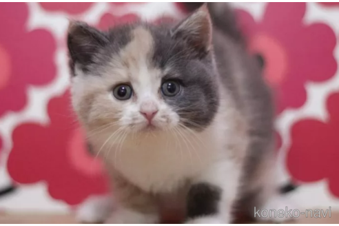 成約済の東京都のスコティッシュフォールド-101393の1枚目